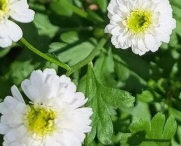 Řimbaba obecná 'Madonna'