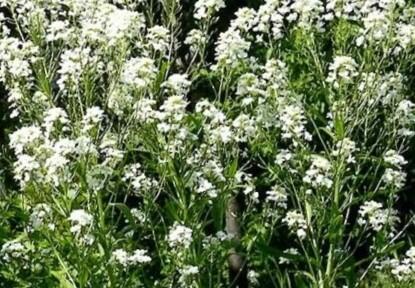 Křen selský 'Meerrettich' - Armoracia rusticana 'Meerrettich'