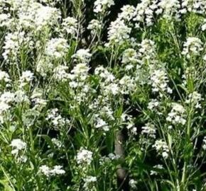 Křen selský 'Meerrettich' - Armoracia rusticana 'Meerrettich'