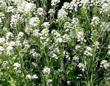 Křen selský 'Meerrettich'