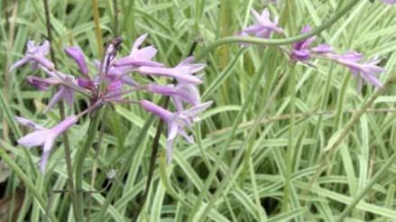 Tulbagie, česnek pokojový 'Variegata' - Tulbaghia violacea 'Variegata'