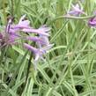 Tulbagie, česnek pokojový 'Variegata' - Tulbaghia violacea 'Variegata'