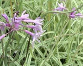 Tulbagie, česnek pokojový 'Variegata'