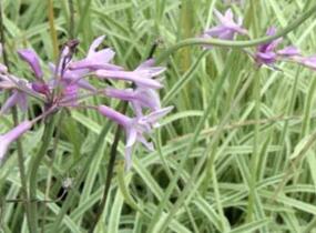 Tulbagie, česnek pokojový 'Variegata' - Tulbaghia violacea 'Variegata'