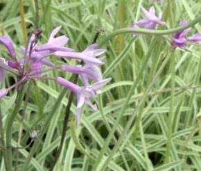 Tulbagie, česnek pokojový 'Variegata'