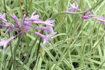 Tulbagie, česnek pokojový 'Variegata'