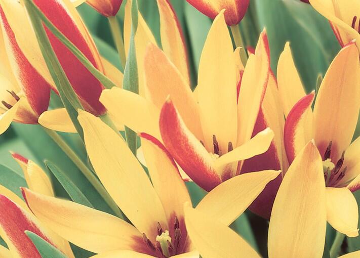 Tulipán botanický clusiana 'Cynthia' - Tulipa clusiana 'Cynthia'