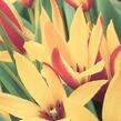 Tulipán botanický clusiana 'Cynthia' - Tulipa clusiana 'Cynthia'