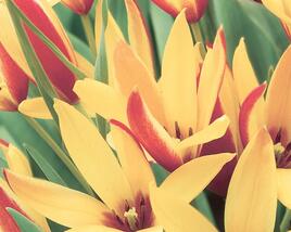 Tulipán botanický clusiana 'Cynthia'