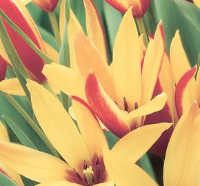 Tulipán botanický clusiana 'Cynthia'