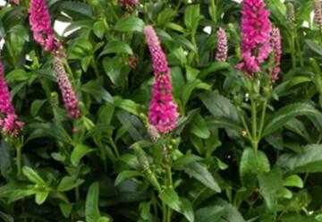 Rozrazil klasnatý 'Candela Hot Pink' - Veronica spicata 'Candela Hot Pink'