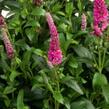 Rozrazil klasnatý 'Candela Hot Pink' - Veronica spicata 'Candela Hot Pink'