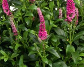 Rozrazil klasnatý 'Candela Hot Pink'
