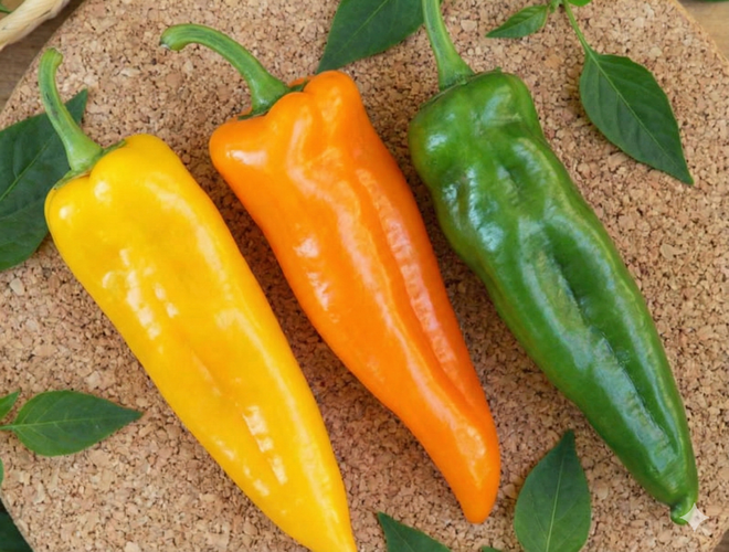 Paprika k rychlení 'Thalia' - Capsicum annuum 'Thalia'