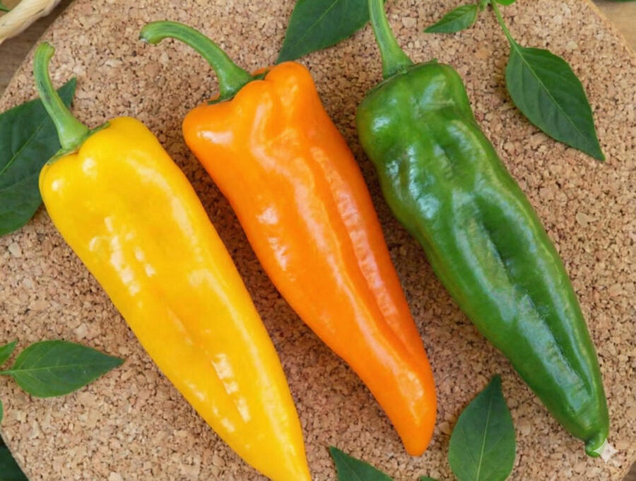 Paprika k rychlení 'Thalia' - Capsicum annuum 'Thalia'