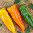 Paprika k rychlení 'Thalia' - Capsicum annuum 'Thalia'