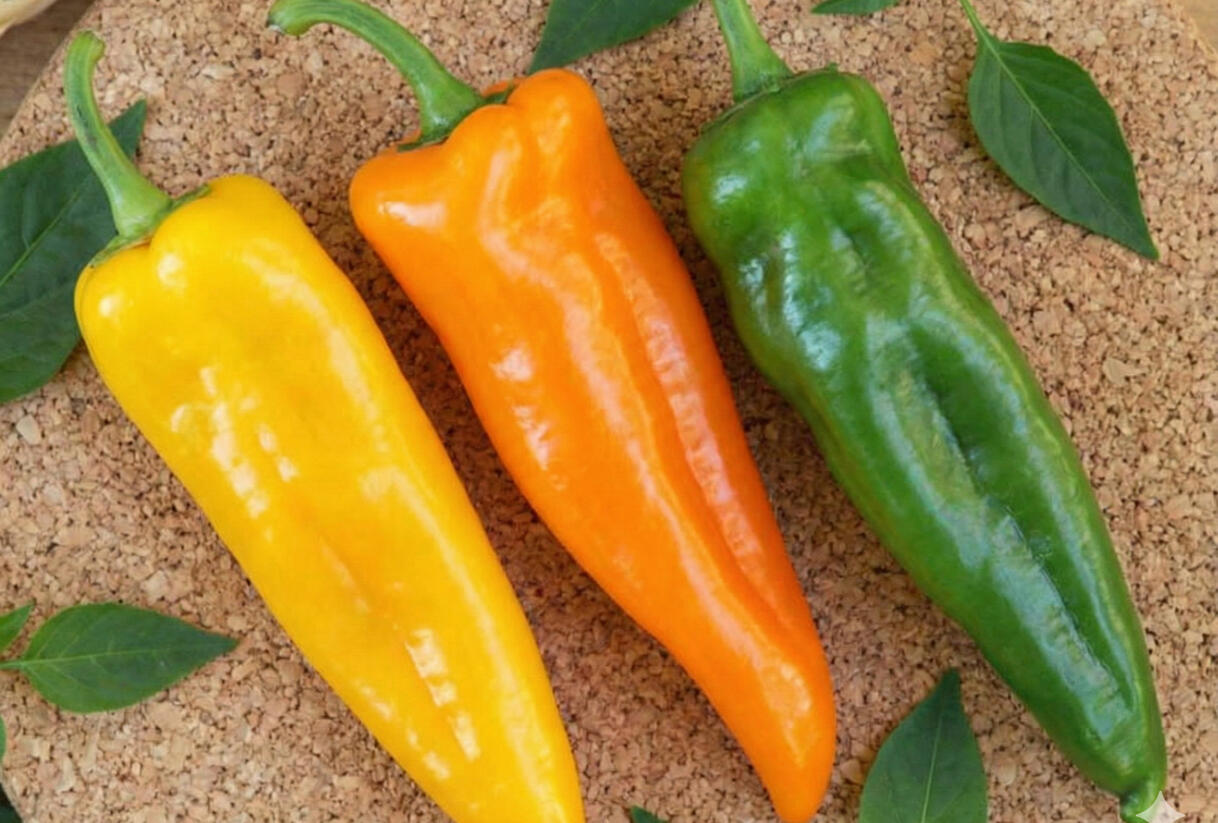 Paprika k rychlení 'Thalia' - Capsicum annuum 'Thalia'