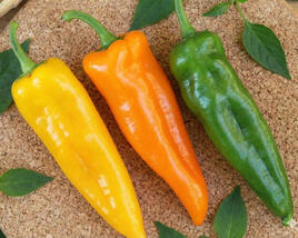Paprika k rychlení 'Thalia'