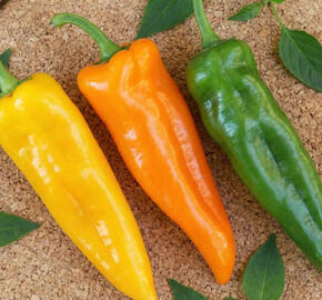 Paprika k rychlení 'Thalia'