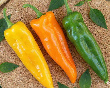 Paprika k rychlení 'Thalia'