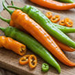 Paprika polní beraní roh sladký 'Orahorn' - Capsicum annuum 'Orahorn'