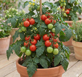 Rajče balkónové převislé 'Bejbínek'