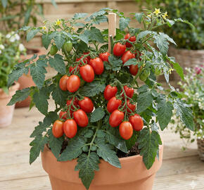 Rajče balkonové 'Minigelbus F1'