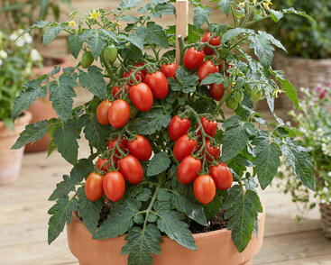 Rajče balkonové 'Minigelbus F1'