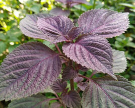 Salát čínský 'Perila Shiso'