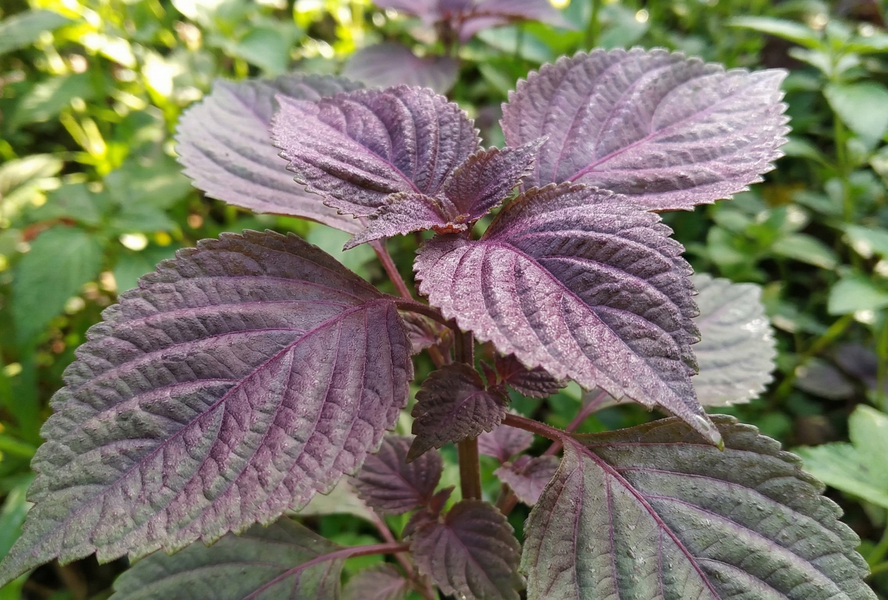 Salát čínský 'Perila Shiso' - Perila frutescens 'Perila Shiso'
