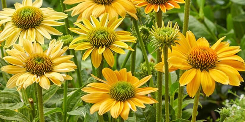 Třapatkovka nachová 'Skipper Yellow' - Echinacea purpurea 'Skipper Yellow'