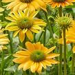 Třapatkovka nachová 'Skipper Yellow' - Echinacea purpurea 'Skipper Yellow'