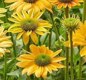 Třapatkovka nachová 'Skipper Yellow' - Echinacea purpurea 'Skipper Yellow'