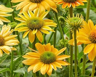 Třapatkovka nachová 'Skipper Yellow'