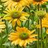 Echinacea purpurea 'Skipper Yellow'.jpg