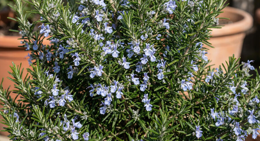 Rozmarýn lékařský 'Sardinie' - Rosmarinus officinalis 'Sardinie'