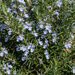 Rozmarýn lékařský 'Sardinie' - Rosmarinus officinalis 'Sardinie'