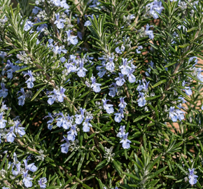 Rozmarýn lékařský 'Sardinie' - Rosmarinus officinalis 'Sardinie'