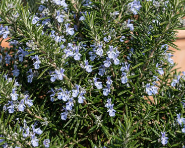 Rozmarýn lékařský 'Sardinie'