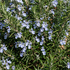 Rosmarinus officinalis 'Sardinie' .png