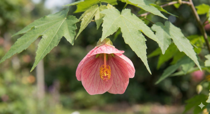 Mračňák 'Rosa' - Abutilon hybridus 'Rosa'