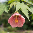 Mračňák 'Rosa' - Abutilon hybridus 'Rosa'