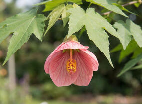 Mračňák 'Rosa' - Abutilon hybridus 'Rosa'