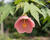 Mračňák 'Rosa'
