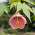 Abutilon hybridus 'Rosa'  .png