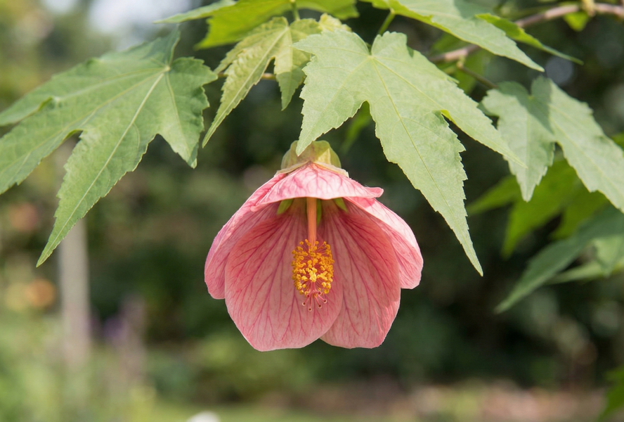 Mračňák 'Rosa' - Abutilon hybridus 'Rosa'