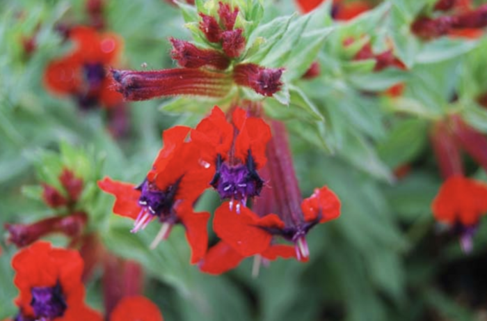 Kufea, hlazenec ohnivý 'Tiny Mice' - Cuphea llavea 'Tiny Mice'