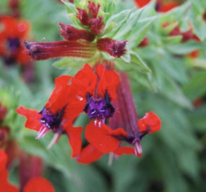 Kufea, hlazenec ohnivý 'Tiny Mice' - Cuphea llavea 'Tiny Mice'