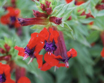 Kufea, hlazenec ohnivý 'Tiny Mice'