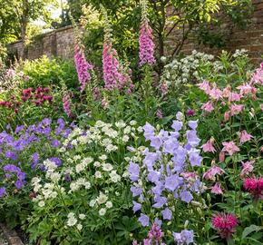 Trvalkový záhon do polostínu Anglický venkov